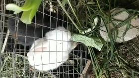 表白墙上的吃瓜,一场校园里的“吃瓜”盛宴