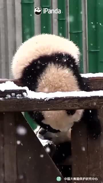 搞笑小熊吃瓜,小熊搞笑吃瓜记