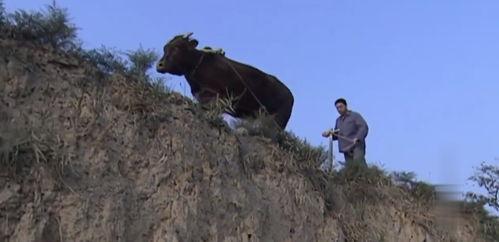 怎么看山料有没有肉,如何一眼辨出“肉”感十足