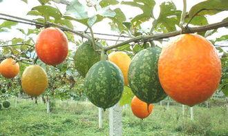 精品吊瓜怎么吃,解锁美味新体验