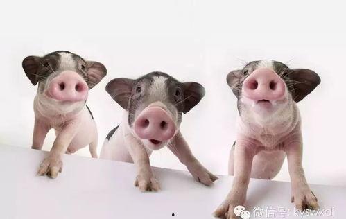 吃瓜猪小妹特效,趣味特效下的欢乐盛宴