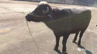 牛不啦的最新爆料,揭秘娱乐圈最新热点事件