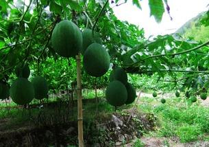 吊瓜怎么吃视频,视频教你轻松烹饪吊瓜佳肴